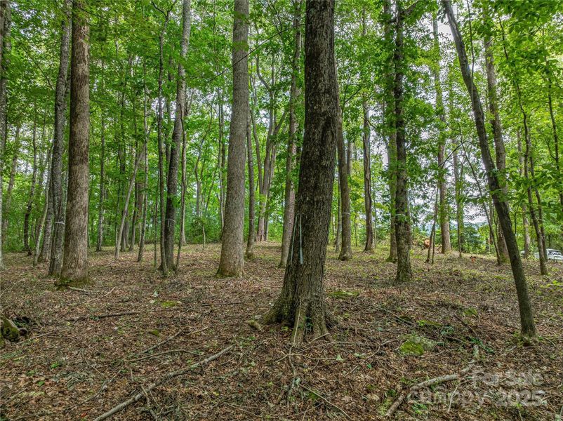 Natural landscape and outdoor views near  in Arden (Image 13).