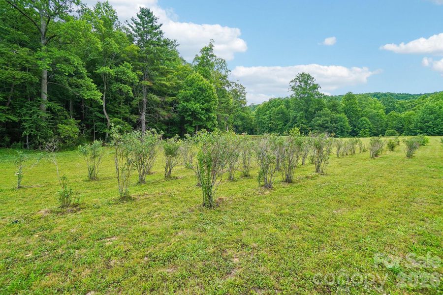 Natural landscape and outdoor views near in Spruce Pine (Image 31). Natural landscape and outdoor views near in Spruce Pine (Image 31).