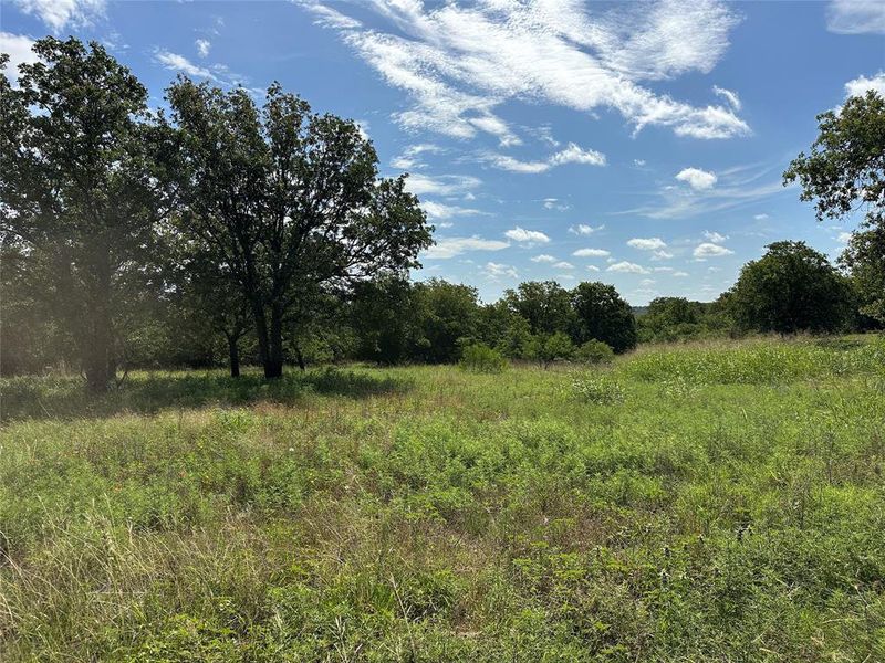 Expansive open field with natural grasses and mature trees at the perimeter Expansive open field with natural grasses and mature trees at the perimeter