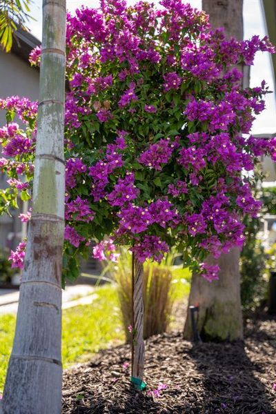 Natural landscape and outdoor views near  in Lakewood Ranch (Image 86).