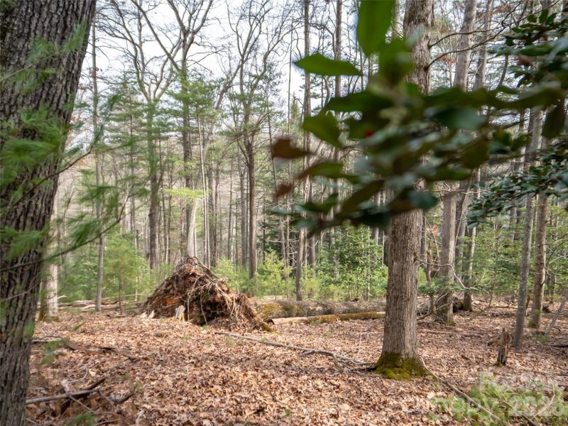 Natural landscape and outdoor views near  in Asheville (Image 8).
