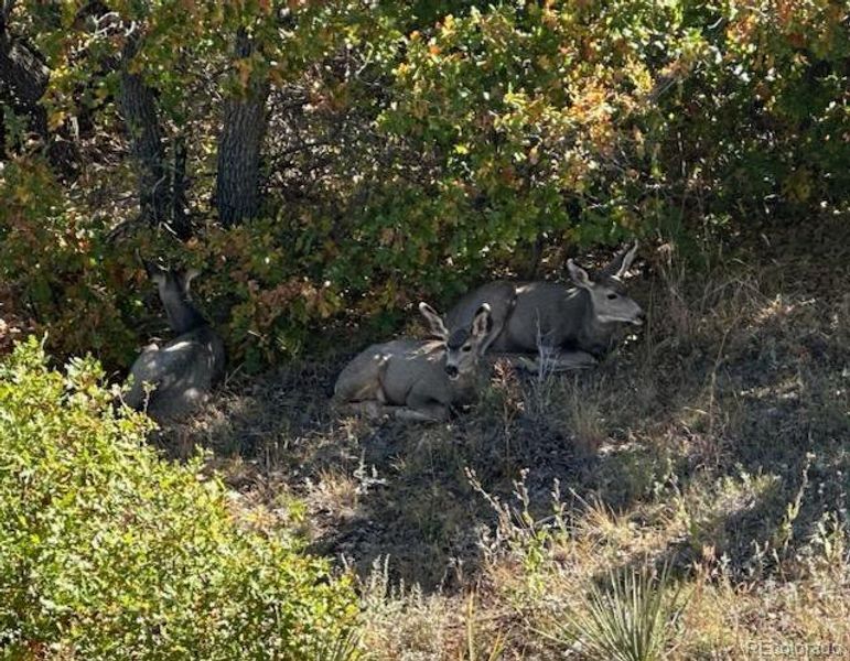 Wildlife from property Wildlife from property