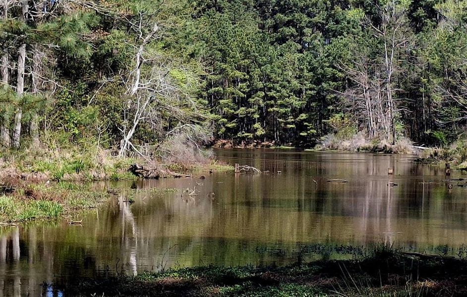 Natural landscape and outdoor views near  in Jacksonville (Image 10).