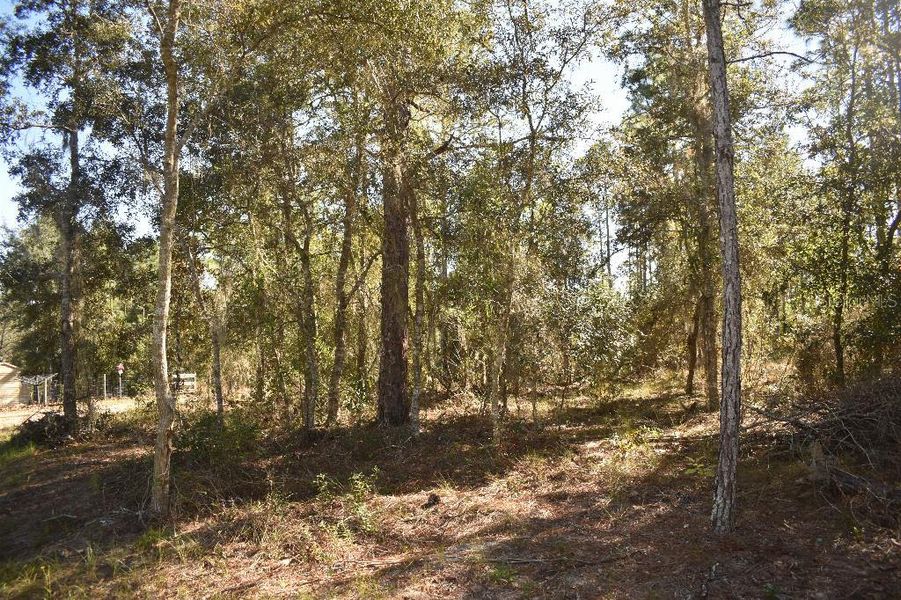 Natural landscape and outdoor views near  in Williston (Image 55).