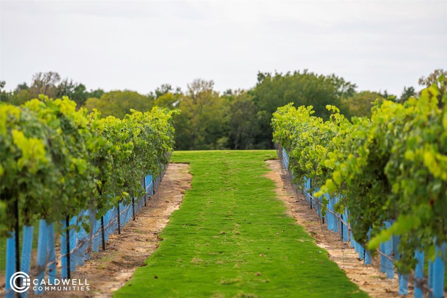 Two vineyards are located within the community, one for red grapes, the other white. Chambers Creek has an annual grape harvest where residents pick grapes for the next batch of their "Crimson Cabernet."
