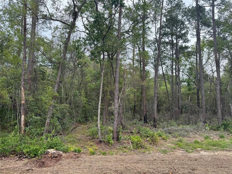 Natural landscape and outdoor views near  in Ocala (Image 17).