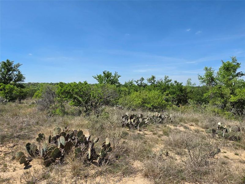 Natural landscape and outdoor views near  in San Saba (Image 22).