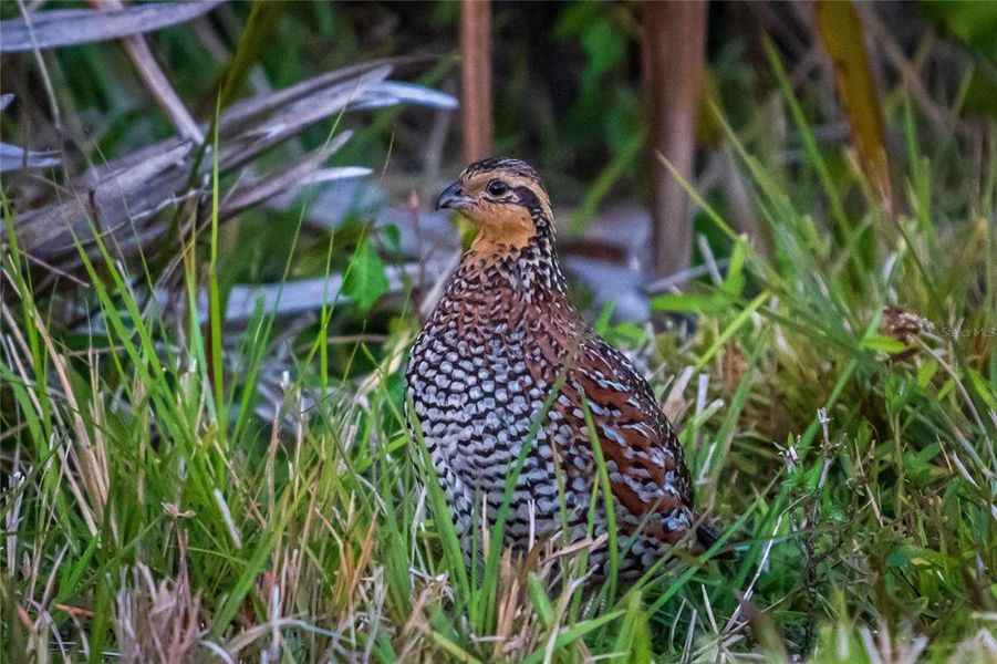 Image 61 of a home in . Image 61 of a home in .