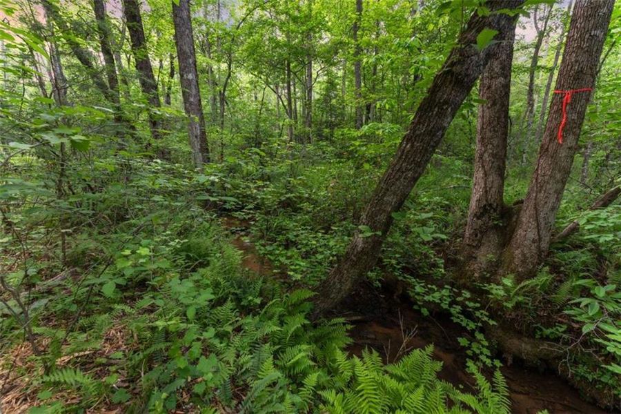 Natural landscape and outdoor views near  in Clarkesville (Image 56).