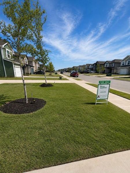 Manicured front lawn with young trees and landscape lighting Manicured front lawn with young trees and landscape lighting