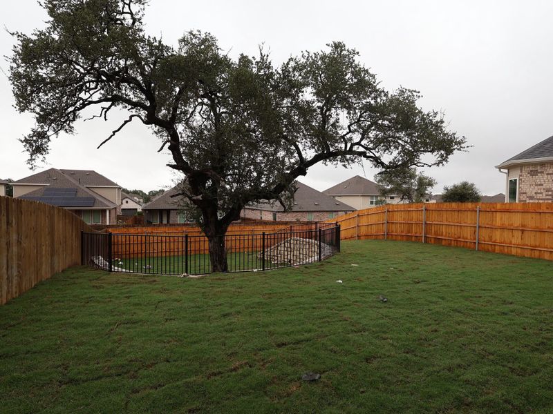 Backyard