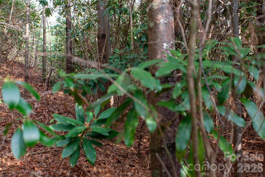 Natural landscape and outdoor views near  in Penrose (Image 7).