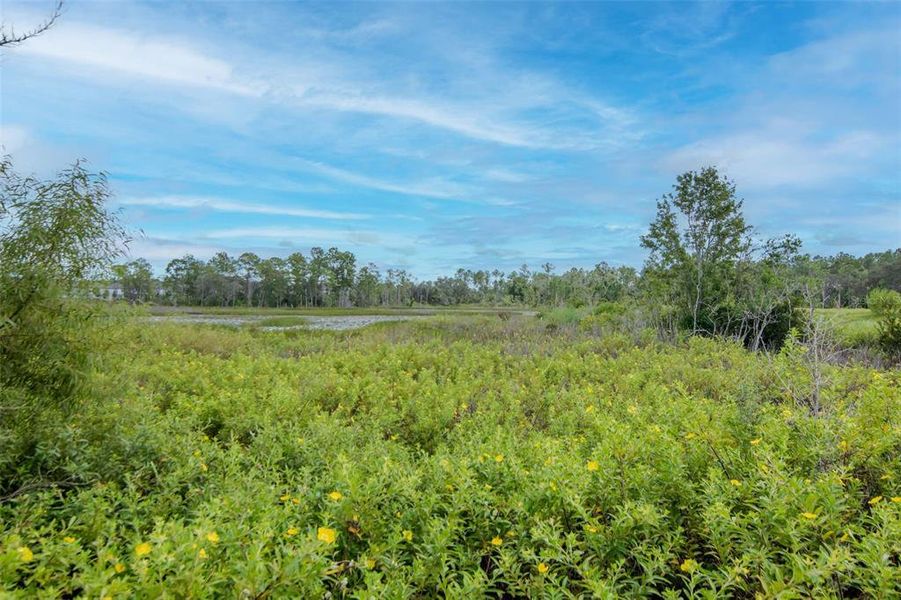 Natural landscape and outdoor views near  in Davenport (Image 40).