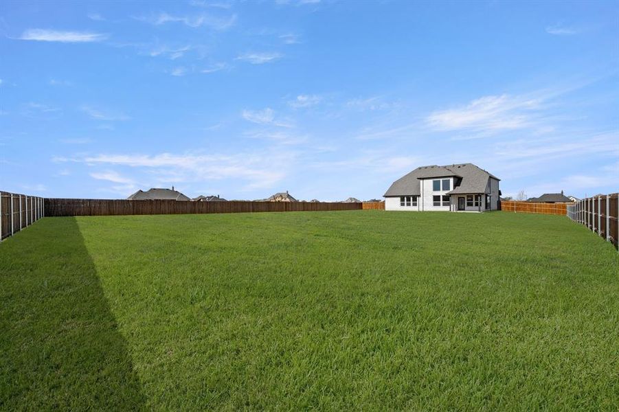 109 Golden Jackal- Back-1 109 Golden Jackal- Back-1