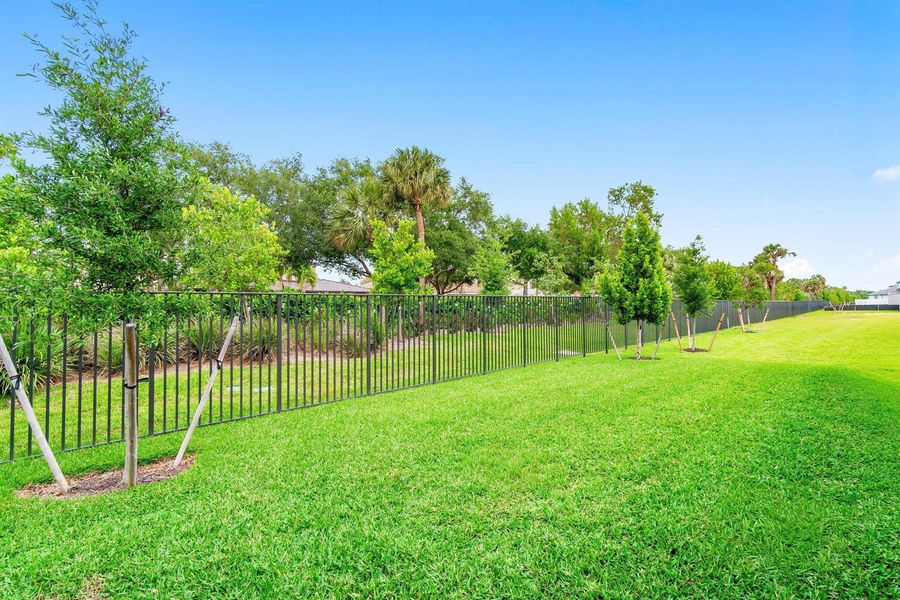 backyard backyard