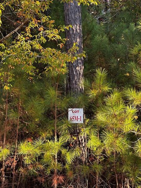 Natural landscape and outdoor views near  in Newnan (Image 4).
