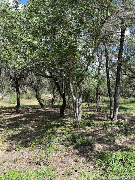 Natural landscape and outdoor views near  in Floresville (Image 6).