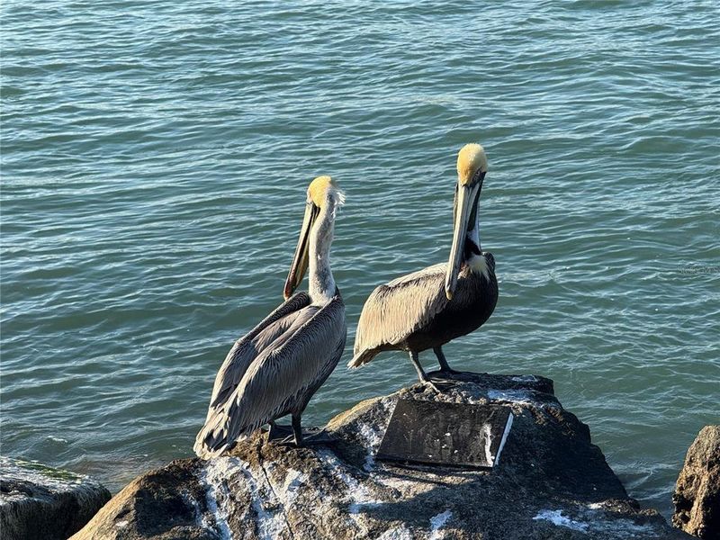 Natural landscape and outdoor views near  in Fort Pierce (Image 27).