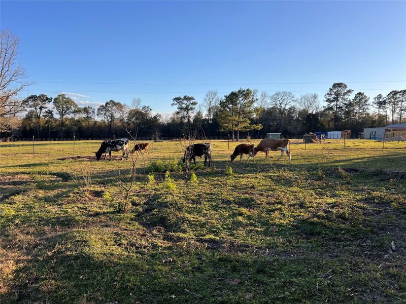 Natural landscape and outdoor views near  in Cleveland (Image 36).