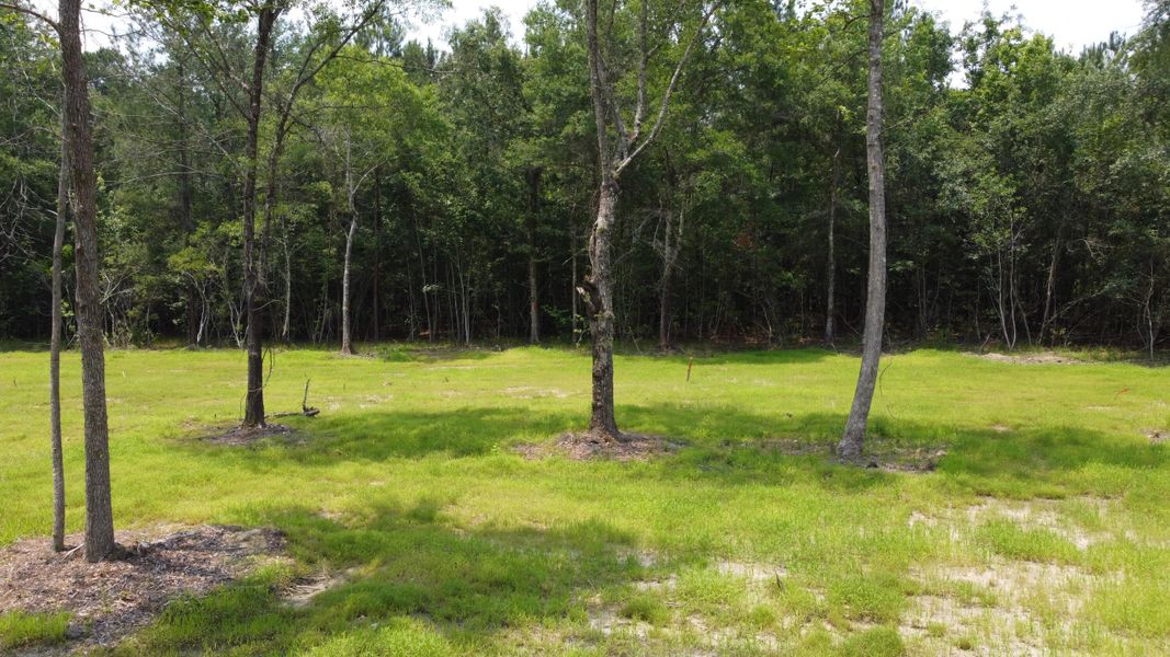 Natural landscape and outdoor views near  in Huger (Image 16).