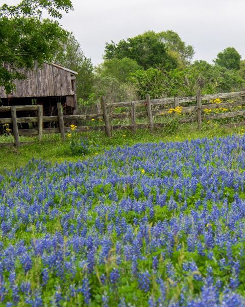 Natural landscape and outdoor views near Cross Creek West in Fulshear (Image 28).