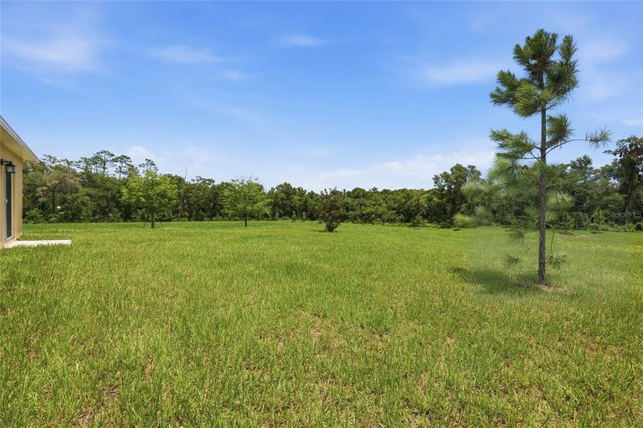 Natural landscape and outdoor views near Oak Hammock in Deland (Image 28). Natural landscape and outdoor views near Oak Hammock in Deland (Image 28).