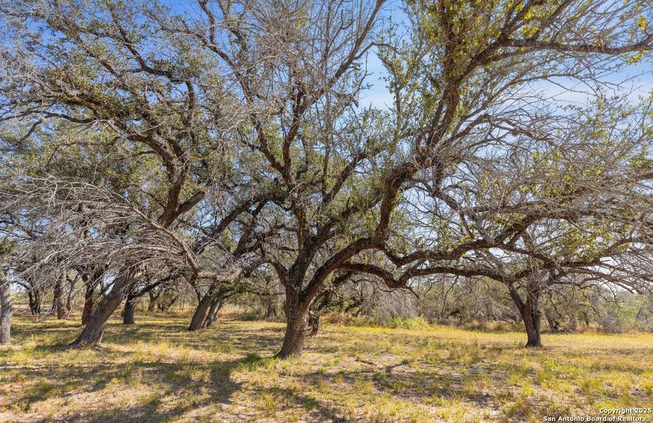 Natural landscape and outdoor views near  in Devine (Image 5).