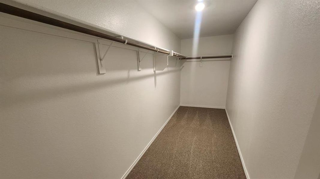 Walk-in closet featuring light-colored walls, carpet flooring, and a built-in shelf and hanging rod system