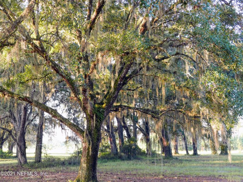Natural landscape and outdoor views near TrailMark in St. Augustine (Image 27).