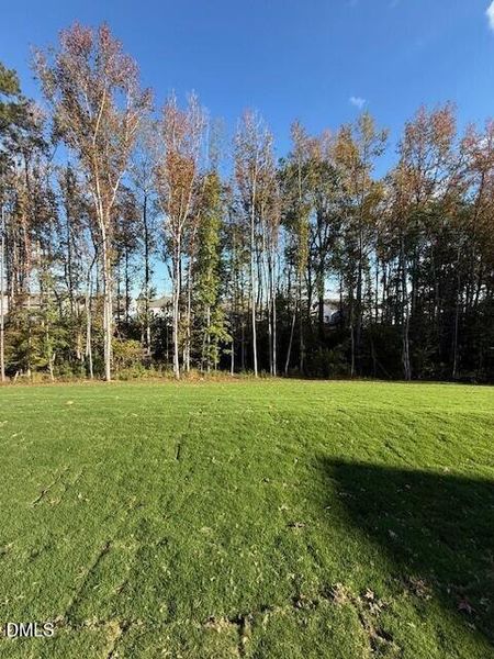 141 backyard 141 backyard