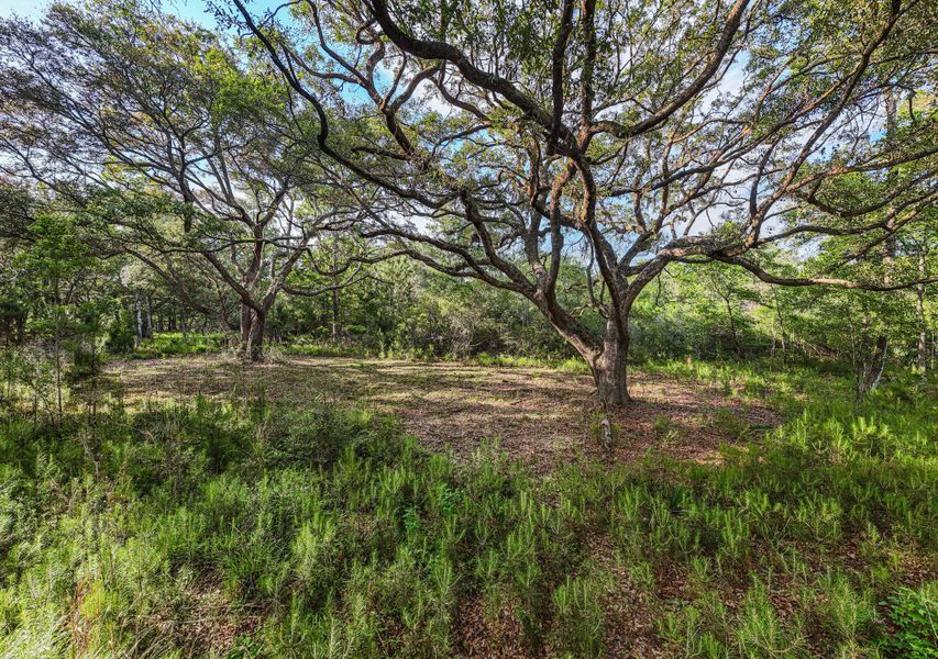 Natural landscape and outdoor views near  in Edisto Island (Image 58).