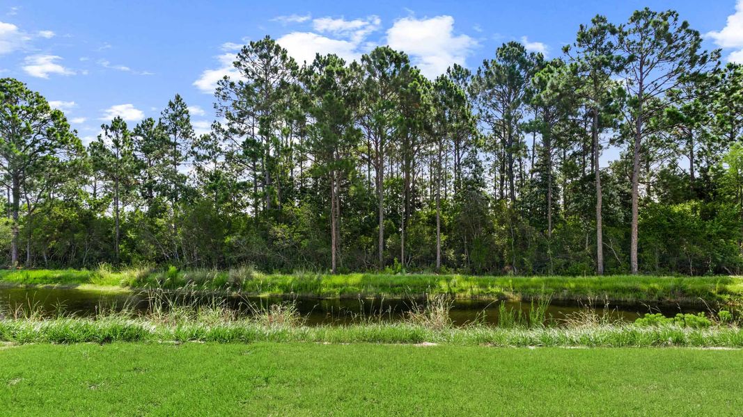 Natural landscape and outdoor views near Buffer Farms in Port Saint Joe (Image 32).