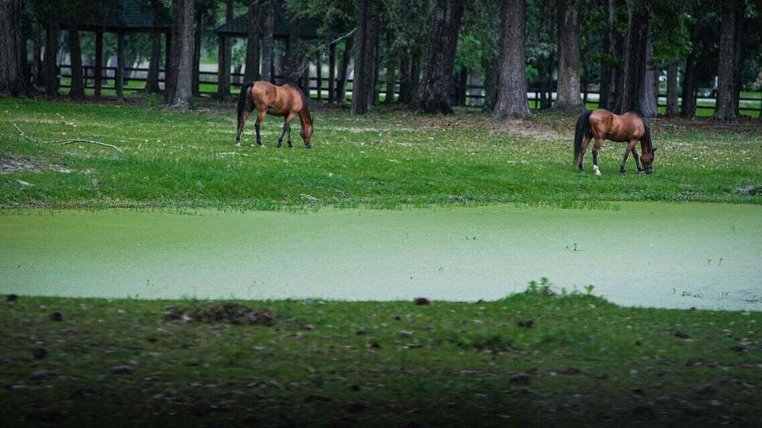 Natural landscape and outdoor views near  in Hollywood (Image 35).