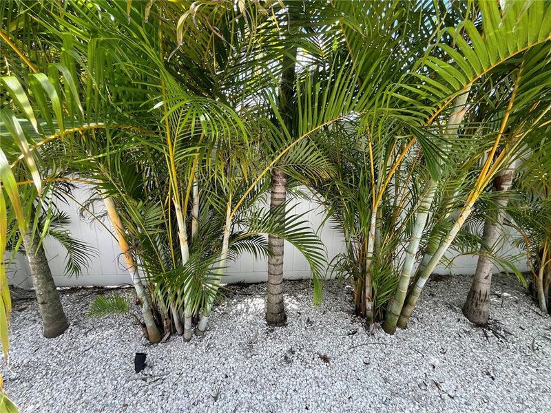 Natural landscape and outdoor views near  in Sarasota (Image 42).