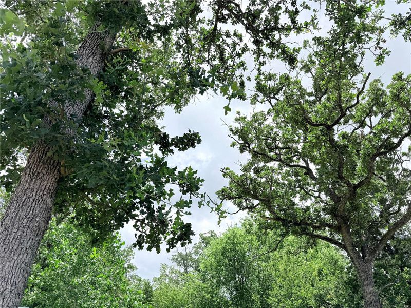Mature trees frame the property, offering a natural canopy and serene setting.