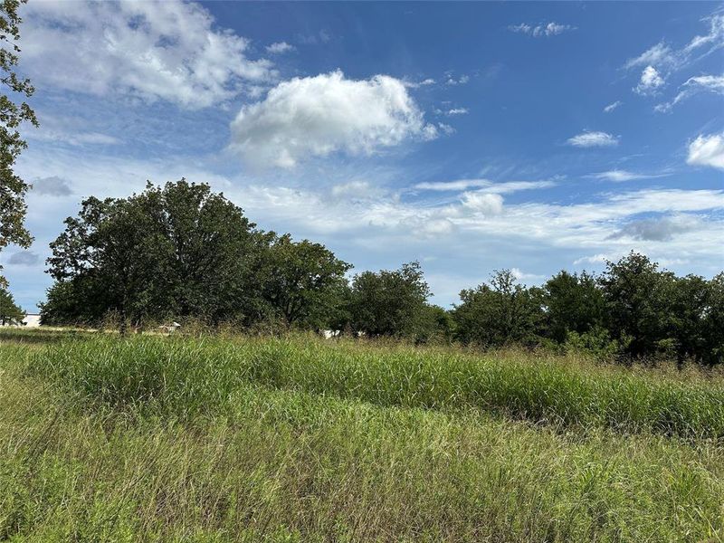 Expansive grassy terrain featuring established trees and a distant structure Expansive grassy terrain featuring established trees and a distant structure