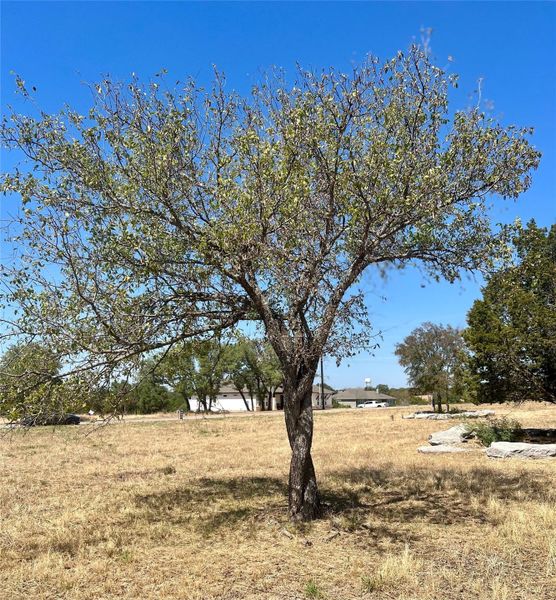 Love the twisted trunk of this tree.