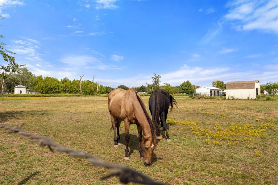 Horses (not for sale) but allowed in this beautiful lot