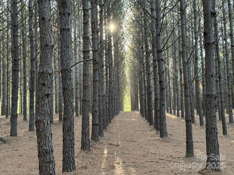 2 areas of  Loblolly pines from 15-30+ years of growth.