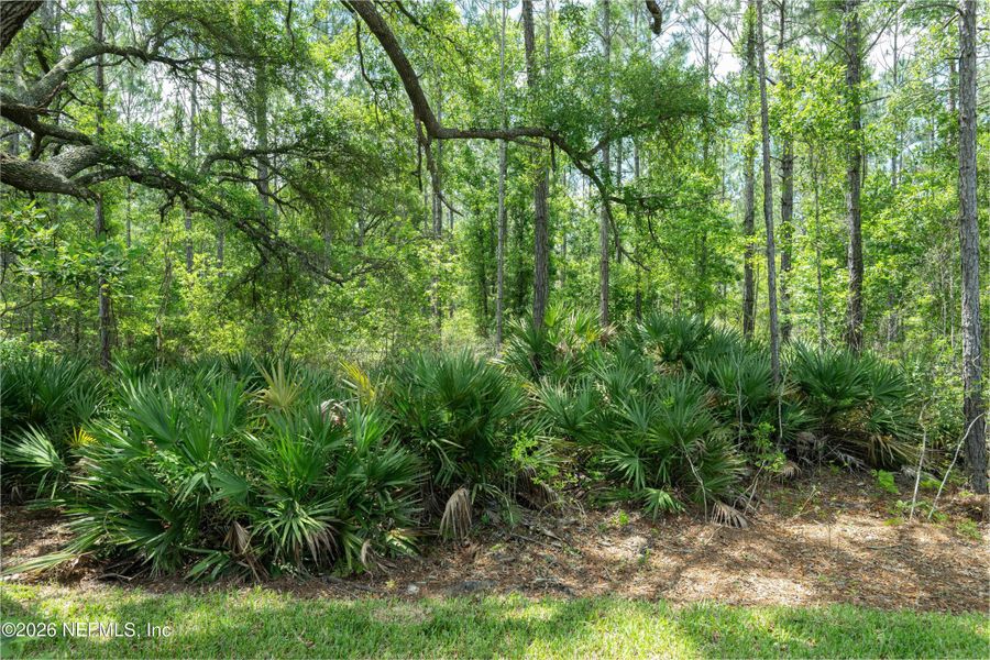 Natural landscape and outdoor views near  in St. Johns (Image 79).