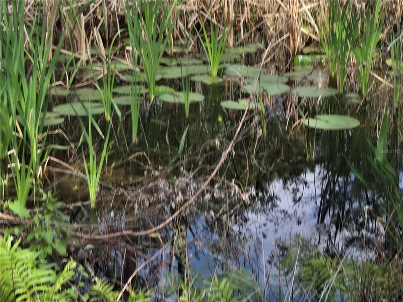 Natural landscape and outdoor views near  in Howey-in-the-Hills (Image 57).
