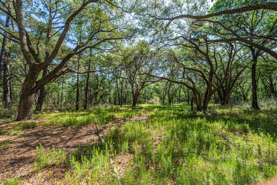 Natural landscape and outdoor views near  in Edisto Island (Image 47).