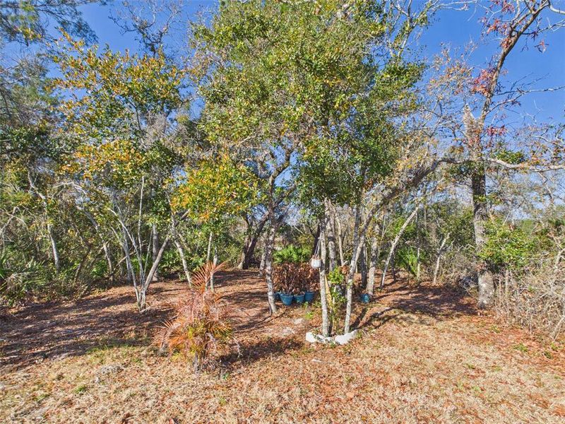 Natural landscape and outdoor views near Vineland Reserve in Osteen (Image 39).