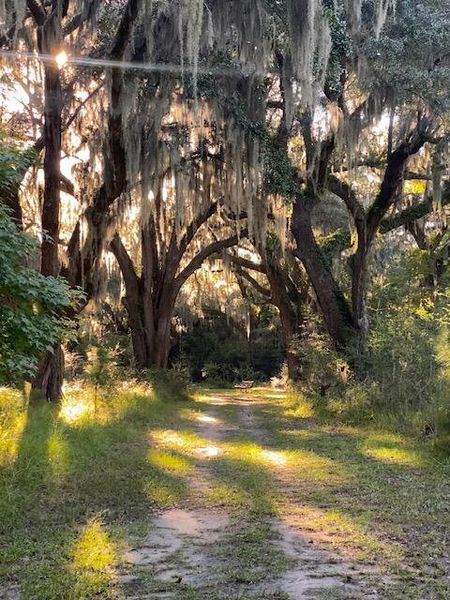 Natural landscape and outdoor views near Sea Island Preserve in Johns Island (Image 87).