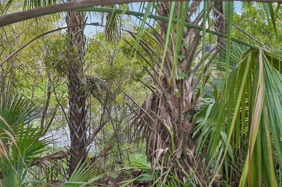 Natural landscape and outdoor views near  in North Port (Image 31).