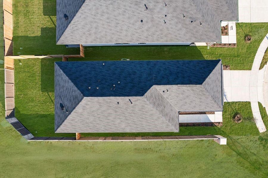 26814 Celestial Cypress ~ Ready Now