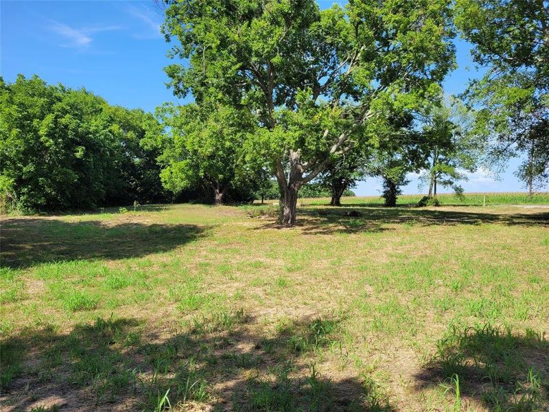 View of green lawn View of green lawn