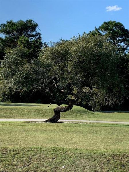 "Twisted Oak" tree