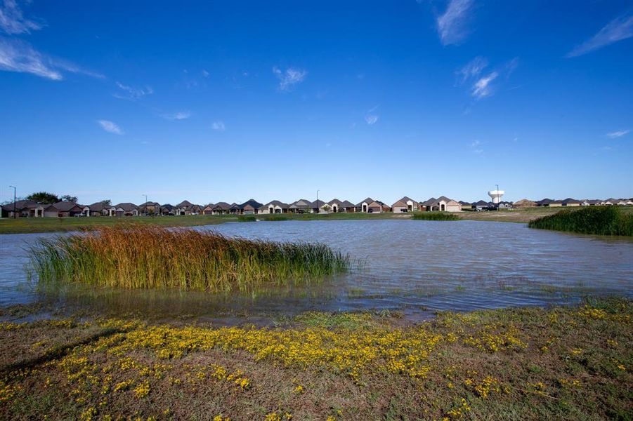 Expansive waterscape featuring a natural pond with abundant reedy foliage and a grassy bank with yellow wildflowers