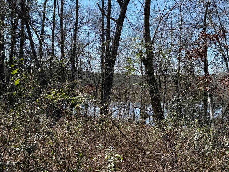 Natural landscape and outdoor views near  in Broaddus (Image 9).